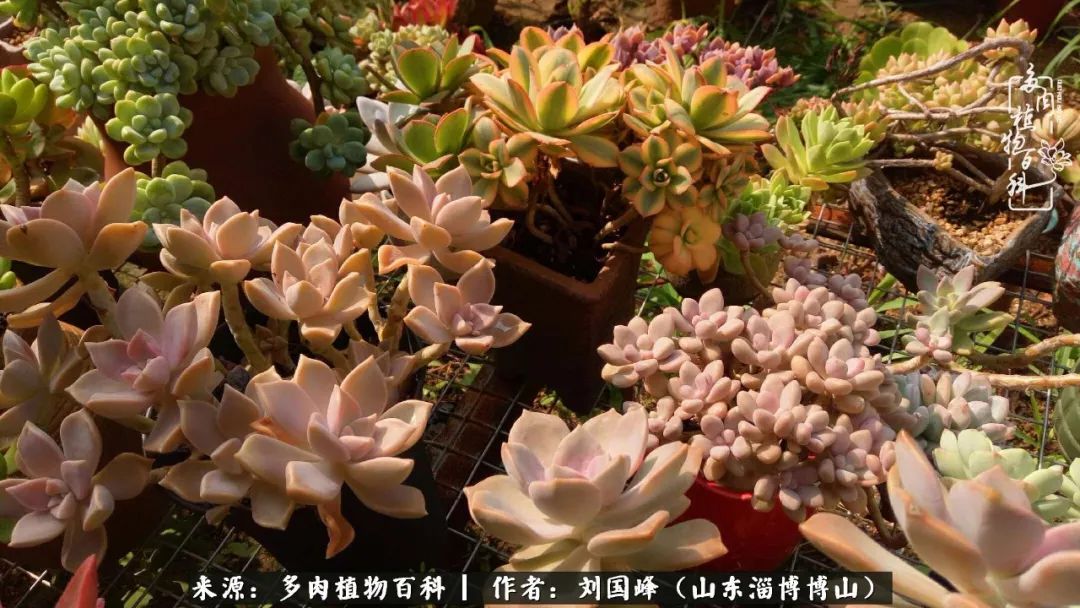 多肉植物大王叫我来巡山,大王叫我来巡山绿植