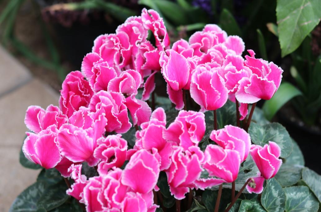 买的花活不久是什么原因,从市场买回来的花过几天叶子就黄