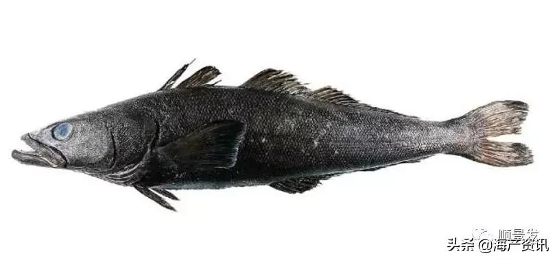 各国海鲜大盘点,今年过年最值得入手的海鲜