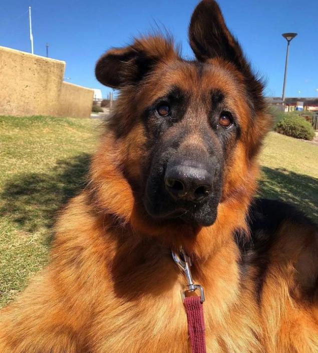 边境柯利牧羊犬体臭,喜乐蒂牧羊犬有体臭吗