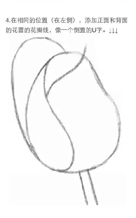 手拿玫瑰素描画,朱丽叶玫瑰素描画