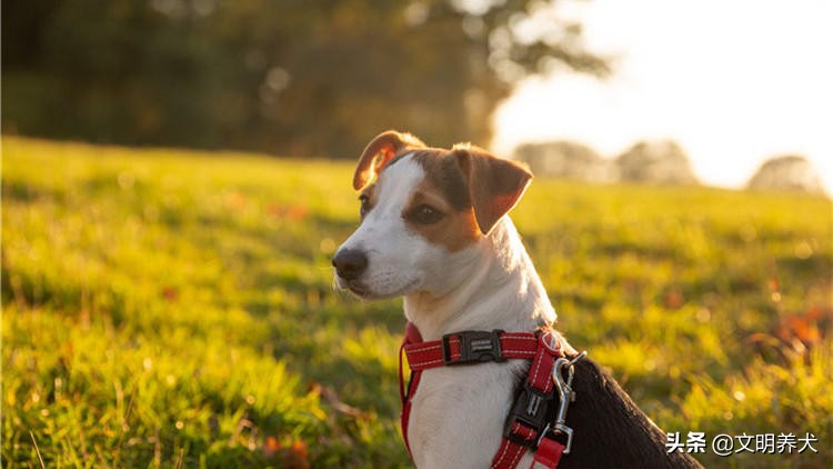如何预防狗狗一夏天身上不生蜱虫,狗狗有必要预防心丝虫吗