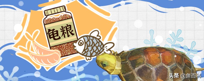 黄头龟不游老闭眼怎么回事,金头闭壳龟多久会下蛋