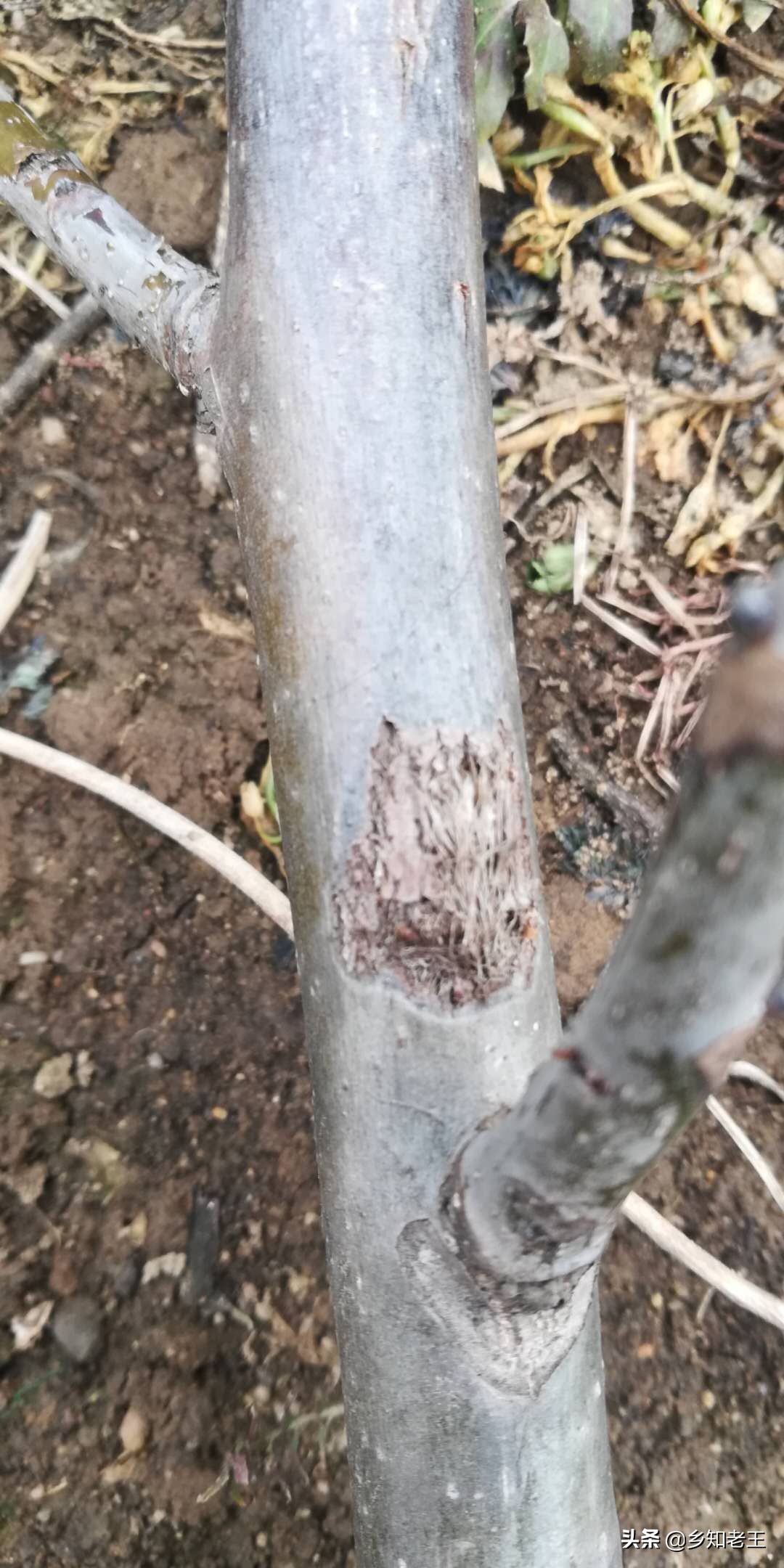 核桃树发黑落果严重怎么办,核桃树死枝是什么原因如何防治