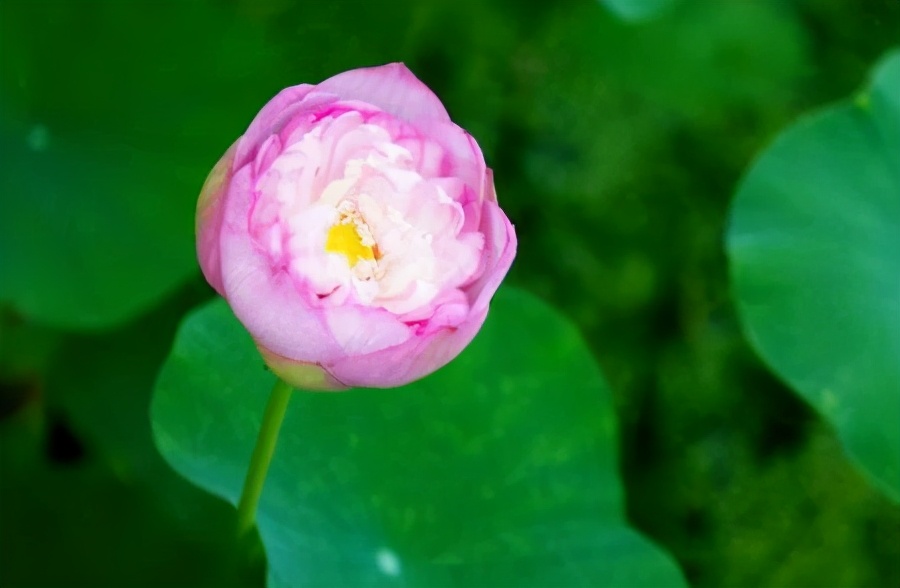 心直口快为什么没人缘,心直口快原来是一种愚蠢