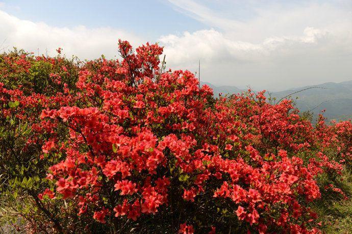 看过才明白为什么牡丹是国花,为什么有人说中国国花是牡丹