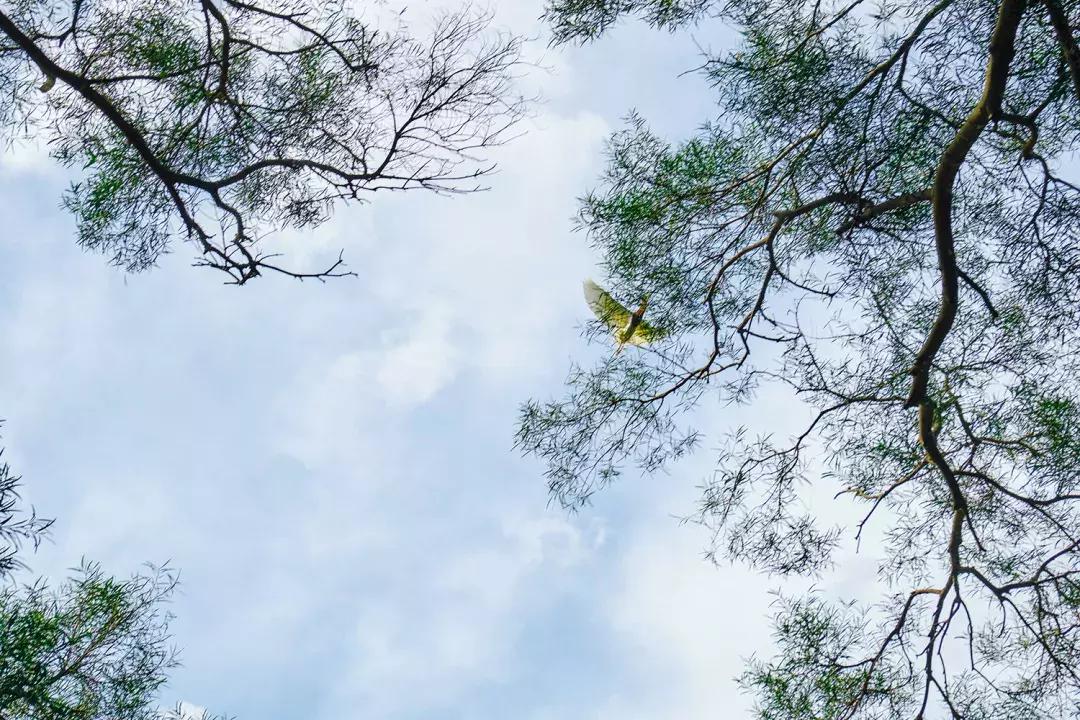 深圳银湖山游玩,深圳银湖有什么好玩的地方