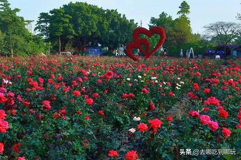 38抢从化宝趣玫瑰世界1大1小票赏春赏花赏美景不负*光春**不负卿