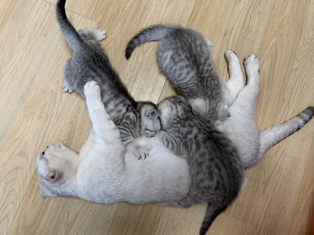 英短蓝白母猫最佳绝育年龄,英短蓝猫小奶猫的成长历程