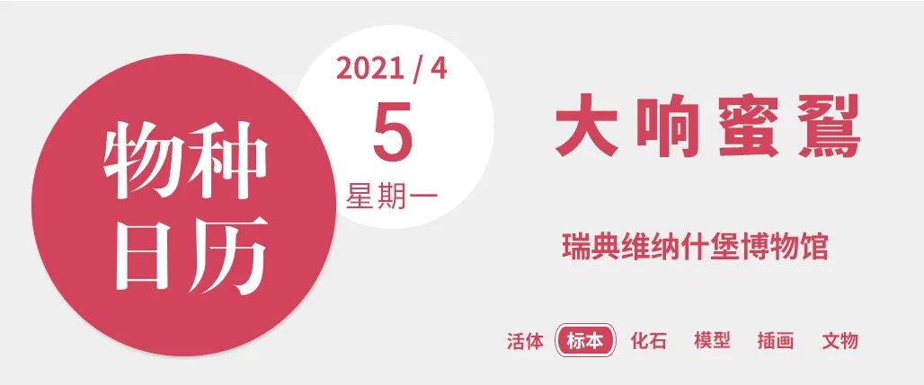 响蜜鴷视频,响蜜鴷是什么鸟