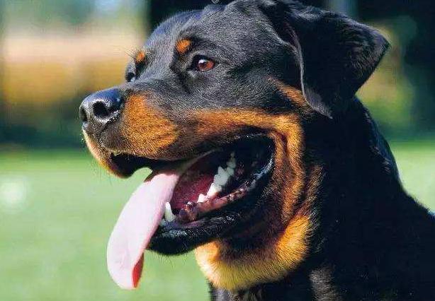 罗威纳三四个月为啥很怂,罗威纳的性格适不适合养