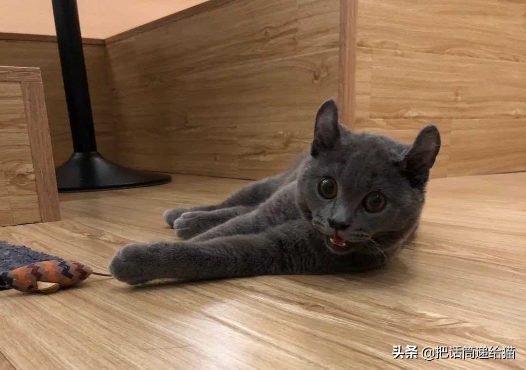 兔耳朵猫：我那么努力，就是为了能跟你永远在一起