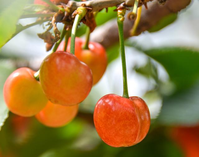 开封博爱网络樱桃节,博爱樱桃节是什么时候
