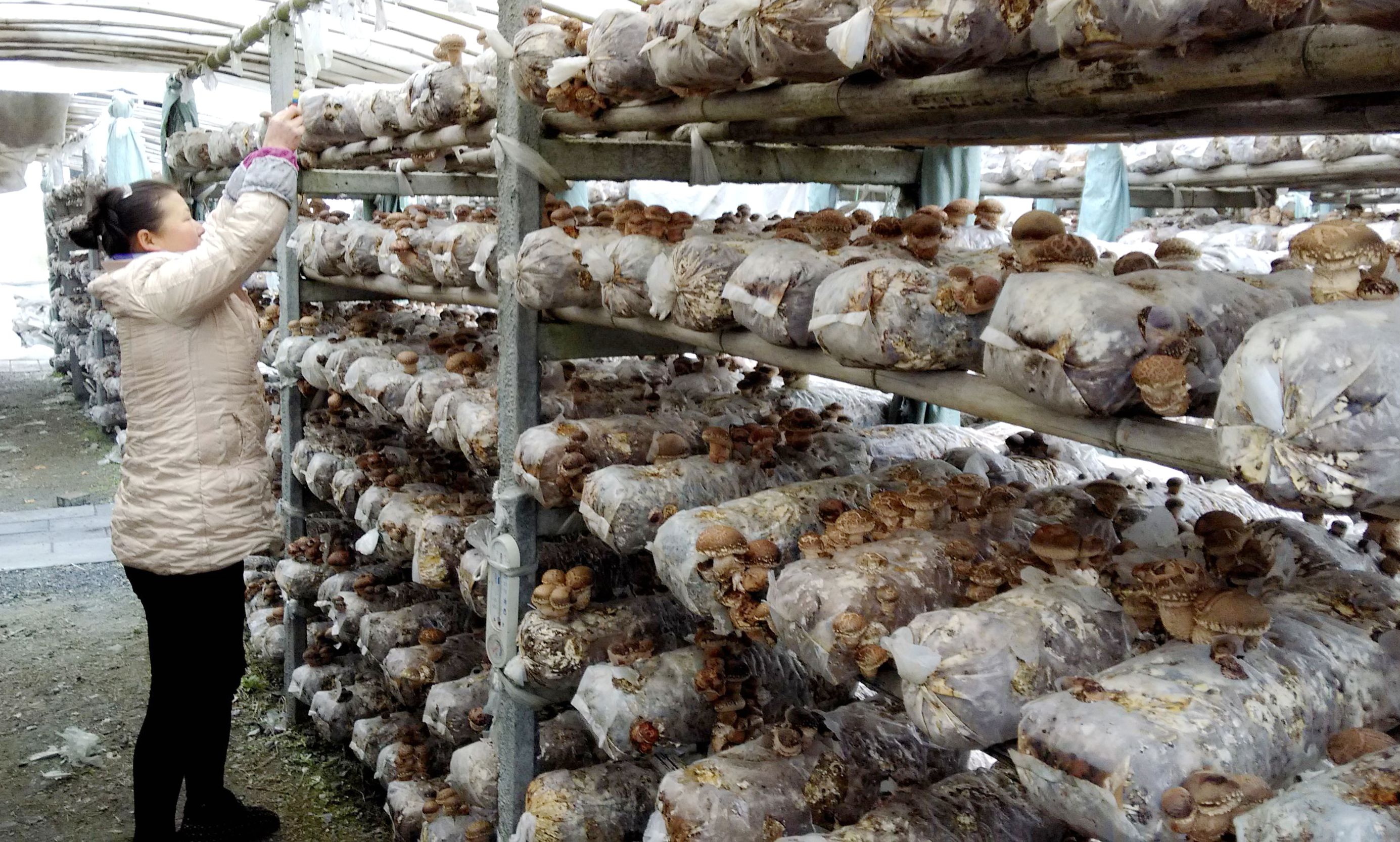 香菇菌棒养菌期被雨水泡了怎么办,香菇菌棒黄霉菌怎么处理