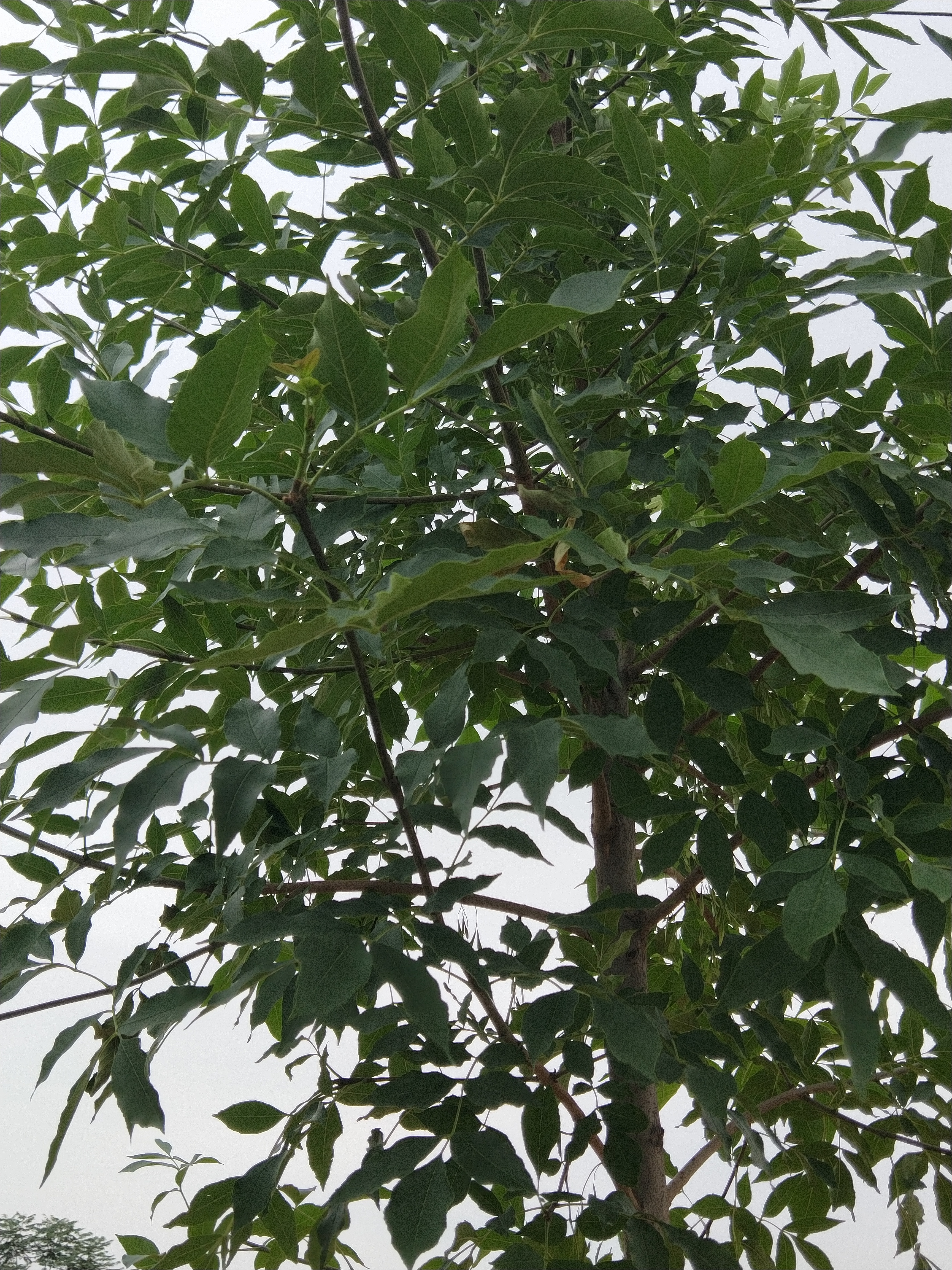 药用植物秦皮,秦皮和秦艽是同一味中药吗