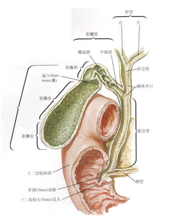 胆结石会引起黄疸腹疼吗,胆结石胆囊炎伴有黄疸应该怎么办