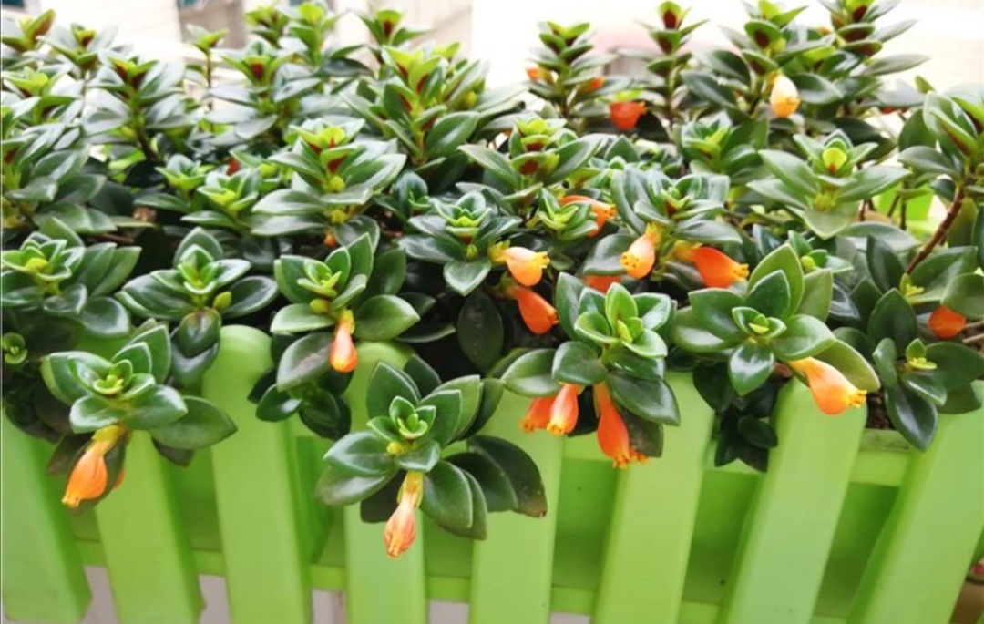 金鱼吊兰疯长不开花什么原因呢,金鱼吊兰的正常和徒长的对比照片