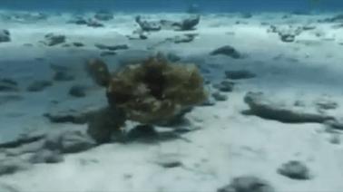 看完章鱼两条腿跑路的样子，我差点信了它是外星人后代