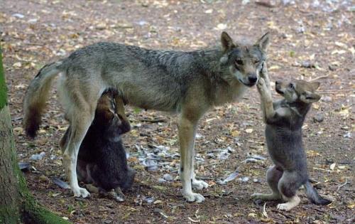 一只狼天生残疾,狼群会不会驱逐它?我们可能对狼群的生活想错了