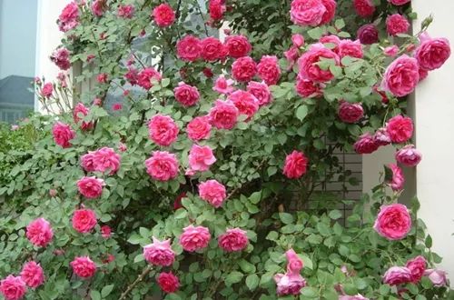 封闭阳台爬藤月季如何牵引,爬藤月季怎么牵引花墙才能开爆花