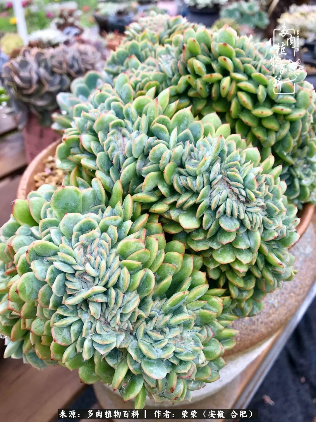 入秋后多肉是露养好还是室内养好,入夏后露养的多肉要搬进室内吗