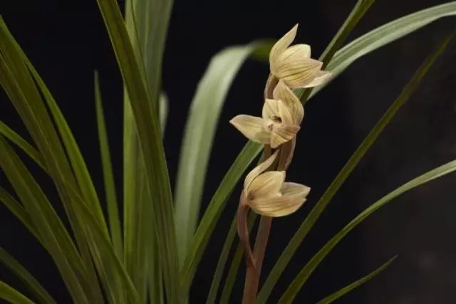 兰花生病怎么治最有效果,兰花病害怎么治愈