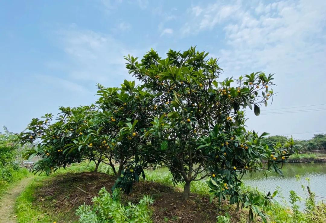 周末东山采枇杷采摘攻略已出,枇杷采摘攻略