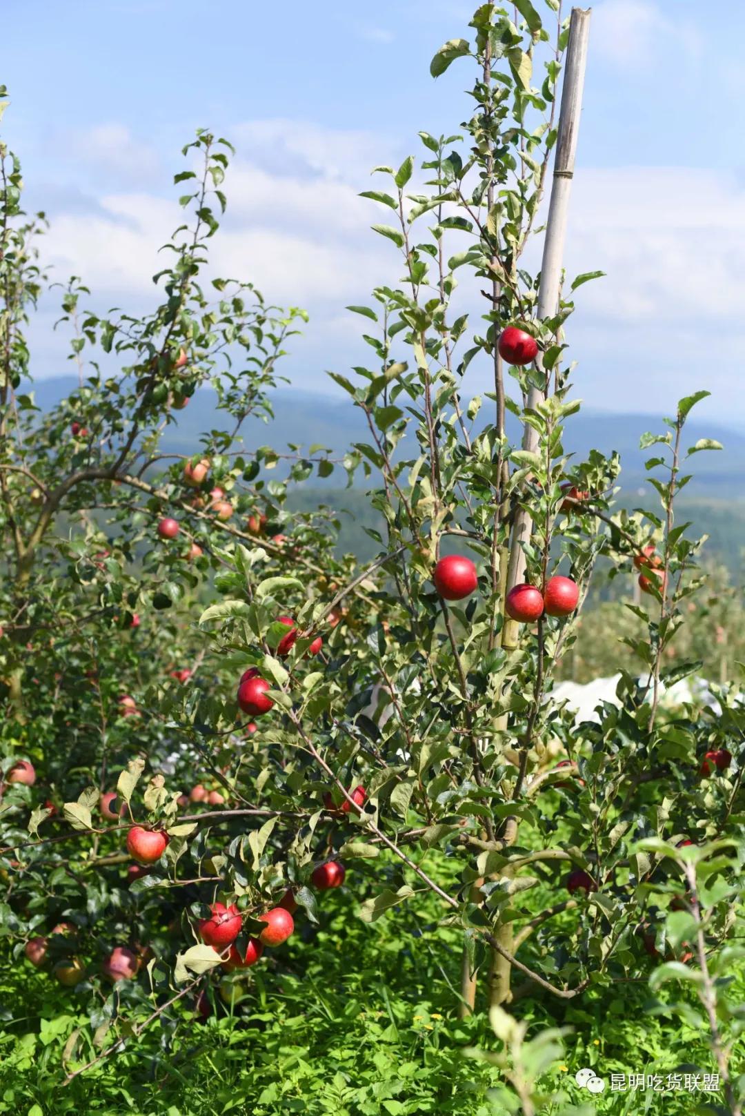 自驾29分钟到，昆明边大片红将军成熟可摘，1口糖心甜蜜又多汁