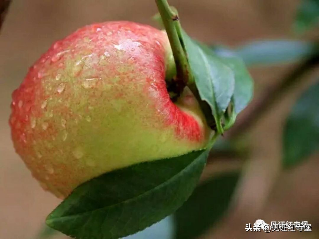 高堡油桃,红寺堡油桃采摘