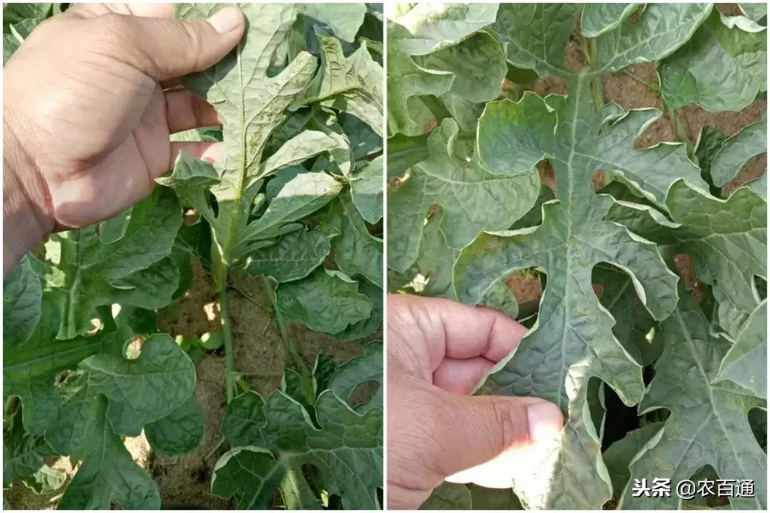 西瓜下雨之前打什么药防治病害,西瓜幼苗病害的各种症状图片
