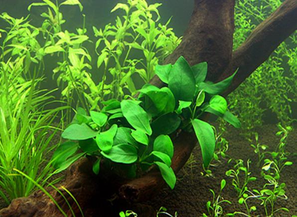 常见中景草,有什么比较好养的中后景草