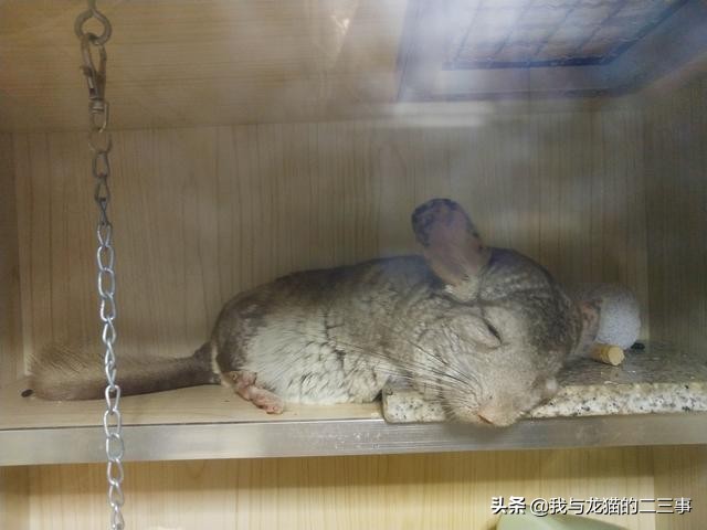 龙猫在广东能养吗,龙猫生前征兆