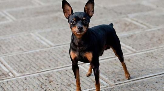 常见的宠物狗品种有哪些,宠物狗大型犬不掉毛有哪些品种