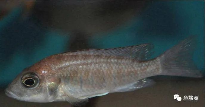 三湖慈鲷马鲷孔雀鱼多久发色,三湖慈鲷鱼之马鲷鱼