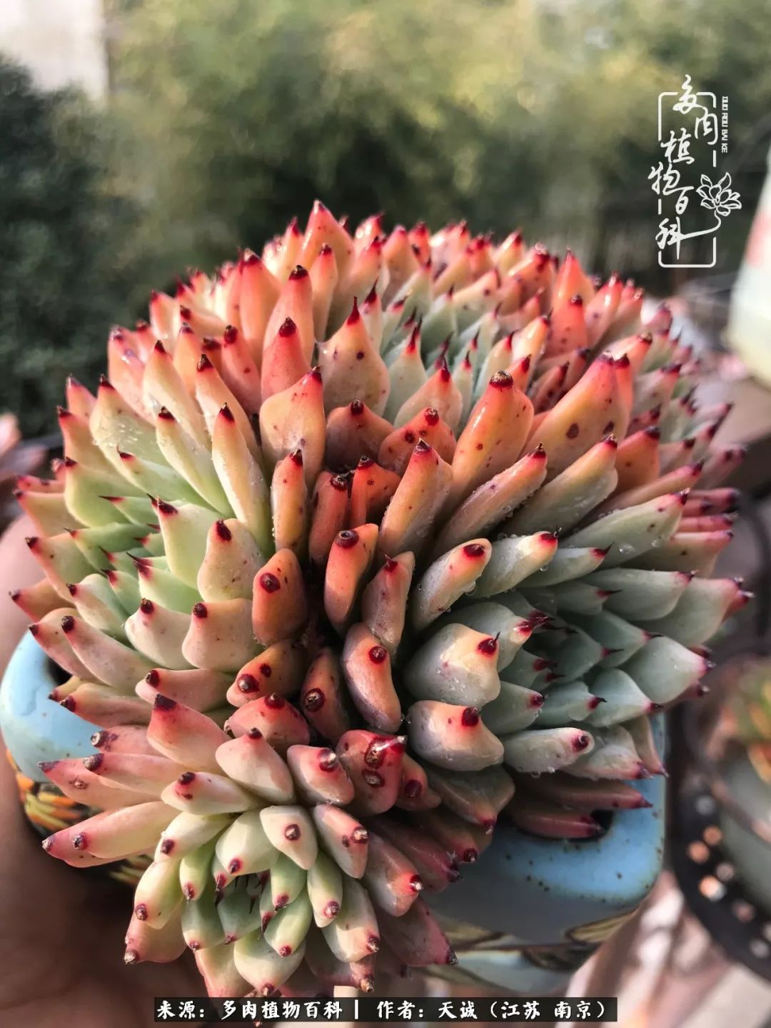 鍙拱瀵圭殑涓嶄拱璐电殑灏忔牱,鍙拱瀵圭殑涓嶄拱璐电殑鍥剧墖灞曠ず