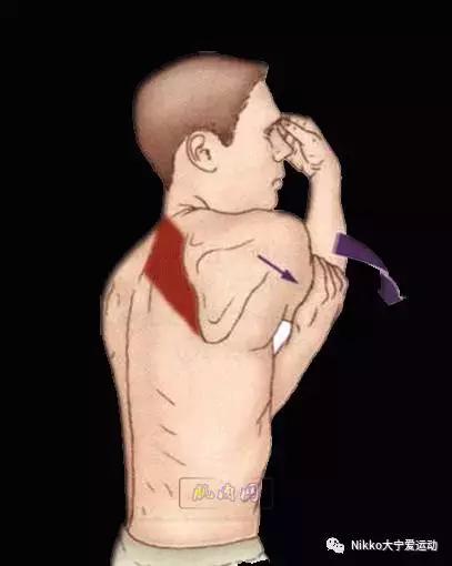 怎么减掉斜方肌变成一字肩,女人天鹅颈怎么练出来