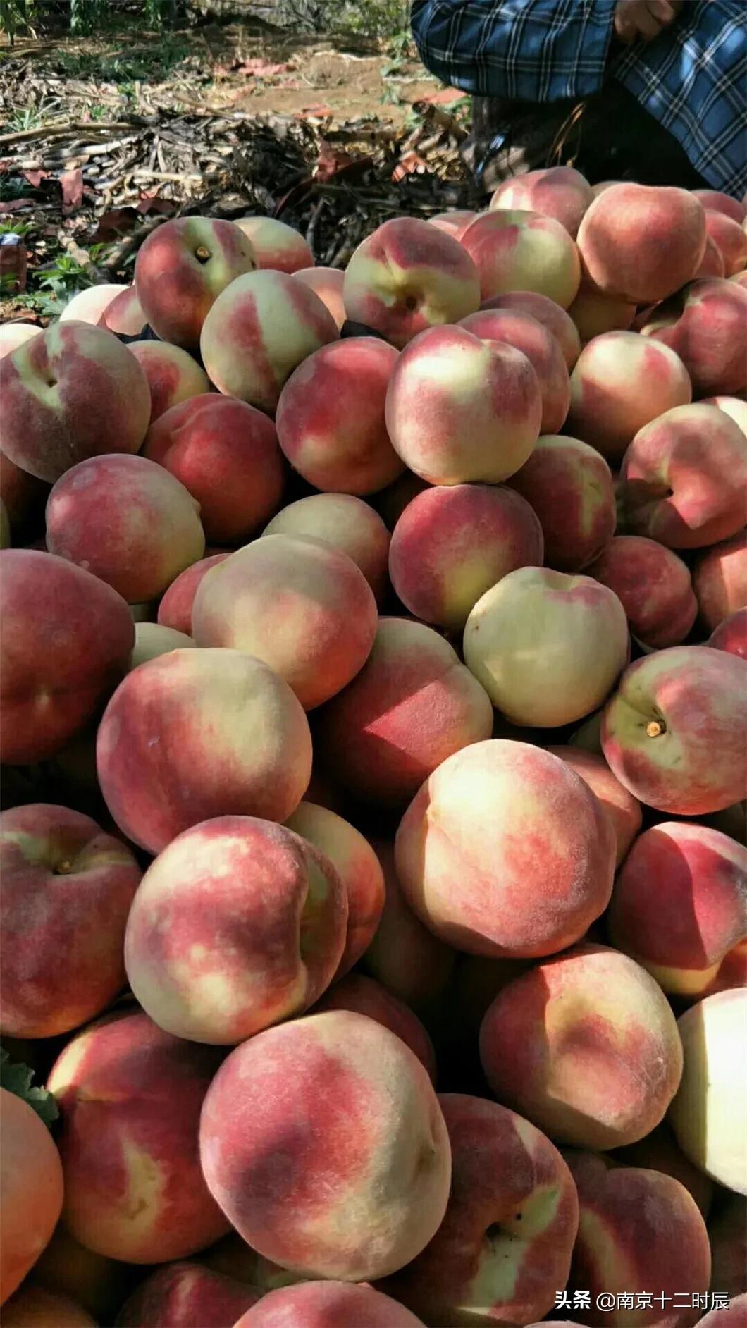 沂蒙山黄金水蜜桃,山东蒙阴金秋红蜜桃