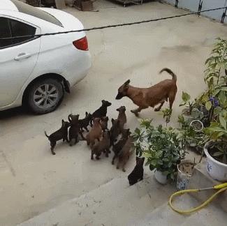 母狗一窝生九条狗好吗,母狗为什么一胎能生那么多