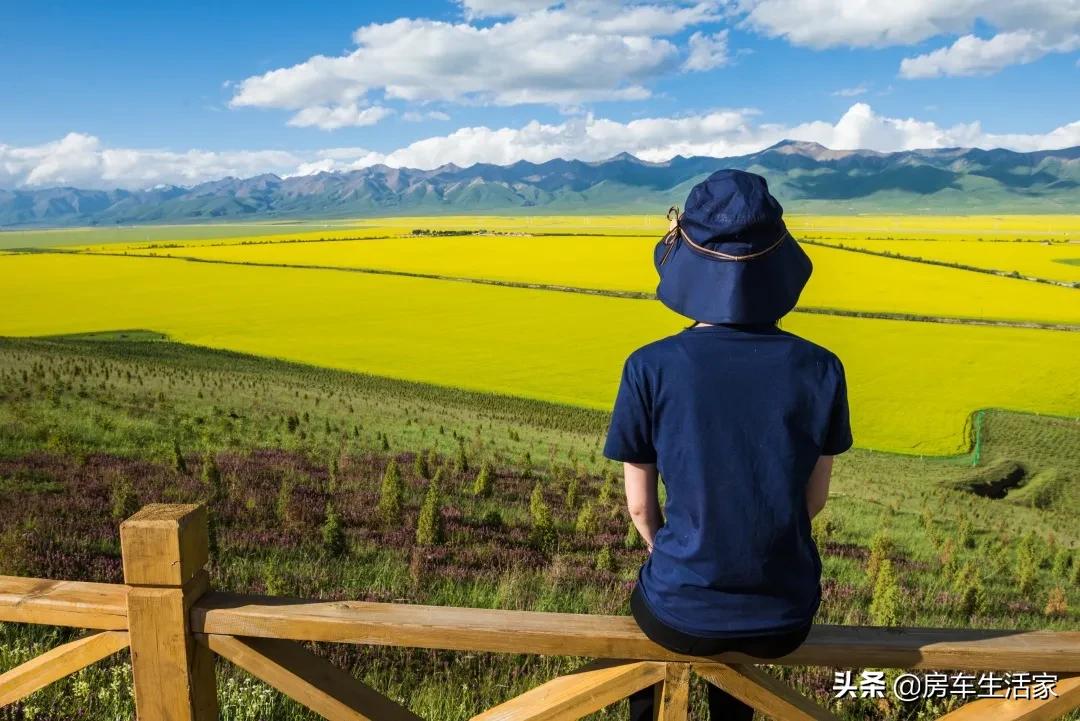 金黄的油菜花让你留连忘返,春季打卡好地方油菜花开醉游人