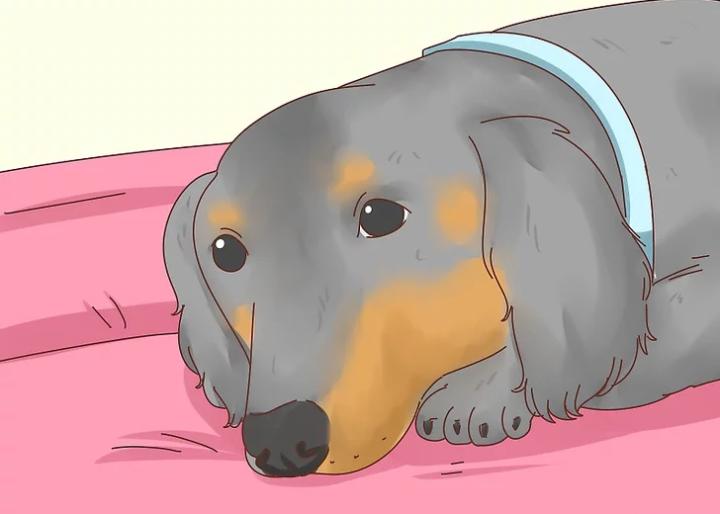 狗狗界的“破冰文化”，如何判断狗狗是否发情？