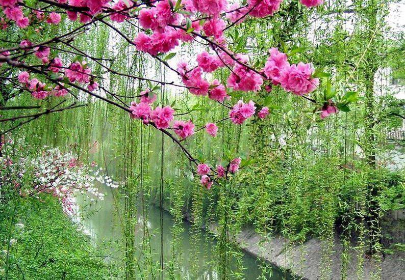 咏柳曾巩全诗的点睛之笔,曾巩的咏柳最后两句诗是什么意思