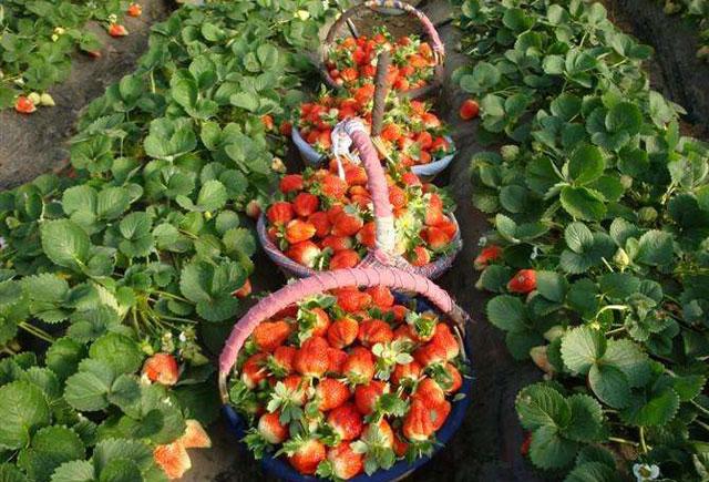 春棚草莓秧苗有蓟马打啥药,草莓蓟马虫害的症状与防治