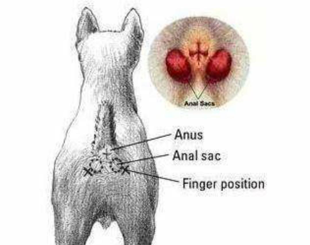 主人这样治疗狗狗肛门腺破溃，宠物医生说伤口一年也长不住