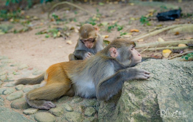 南湾岛猴王,海南南湾猴岛的猴王争夺战