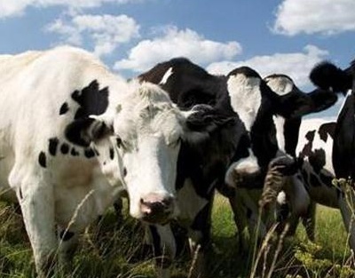 牛得酮病的症状,牛得了酮病多久恢复