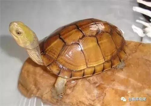 龟浮水的原因和治疗方法,治乌龟浮水最佳方法