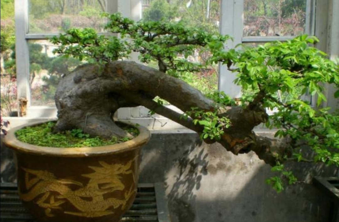 榆树疙瘩怎么制作盆景,榆树疙瘩盆景制作技巧