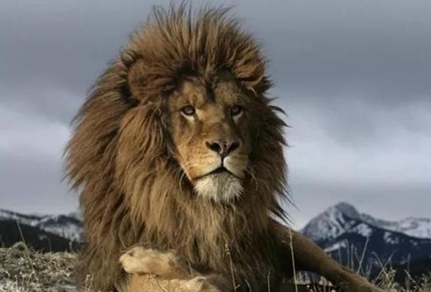 狮子被铁索束缚、棍棒训练、断趾磨牙,逃脱后两代狮王以人为食