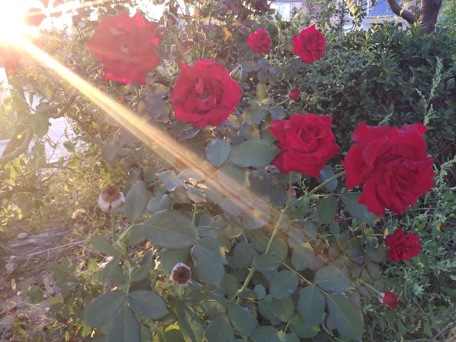 感谢恩师照亮我们的人生路,赞美我的恩师话语