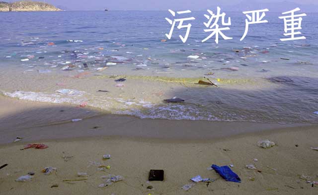 大连野生海参哪里产的最好,大连浪渔岛野生海参